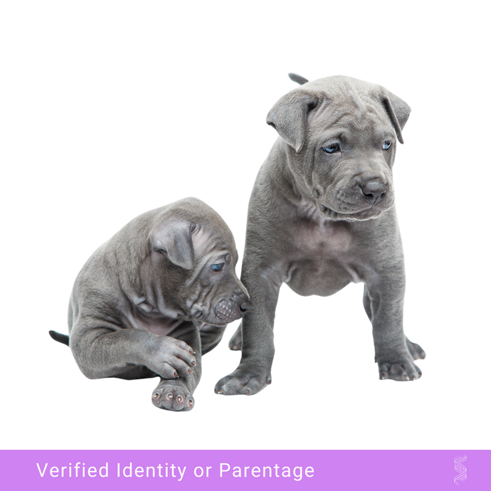 Adorable puppy awaiting DNA paternity testing, showcasing the importance of genetic verification