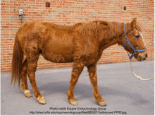 Load image into Gallery viewer, PPID or Equine Cushing’s Disease- blood test for ACTH
