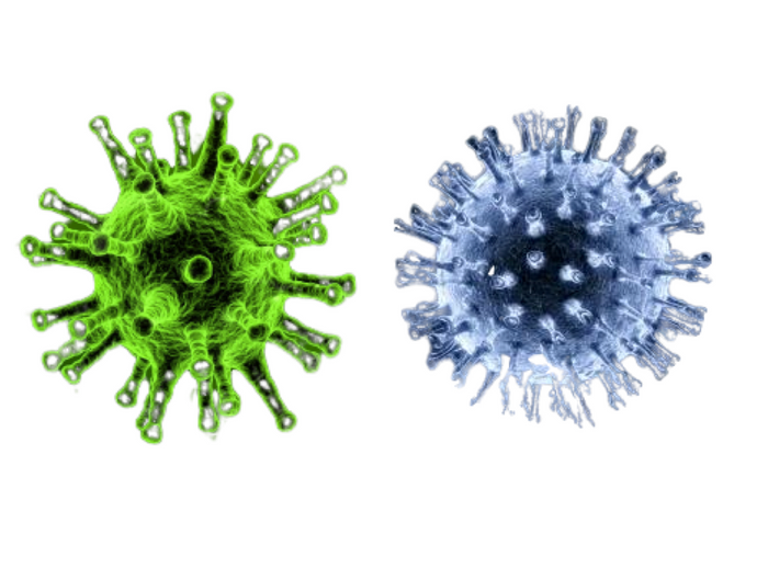 Equine Herpesvirus Type 1 & Equine Herpesvirus Type 4, qPCR - Equigerminal