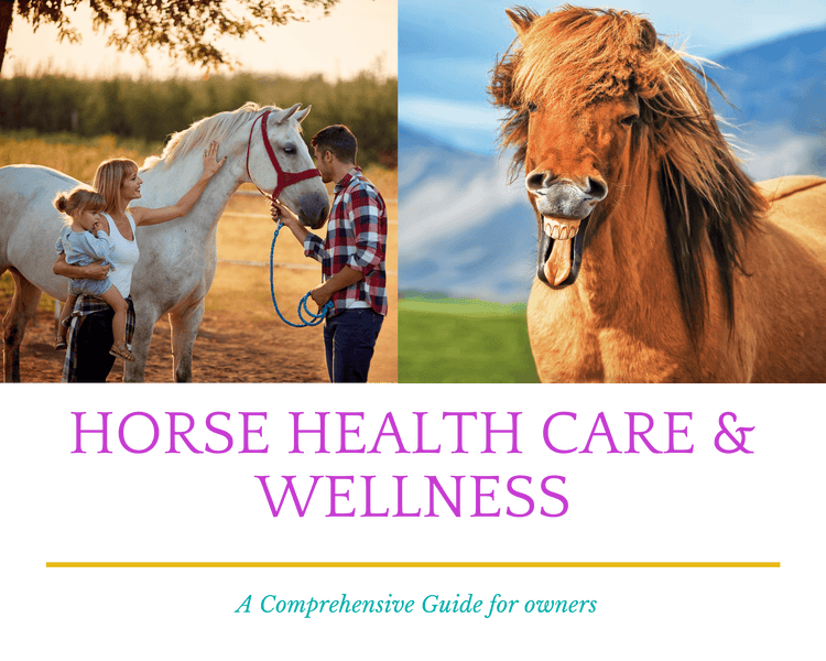 Umfassender Leitfaden zur Gesundheitspflege und zum Wohlbefinden von Pferden für Besitzer 