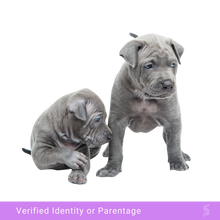 Indlæs billede i gallerifremviser, Adorable puppy awaiting DNA paternity testing, showcasing the importance of genetic verification