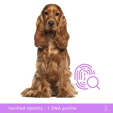 Carica l&#39;immagine nel visualizzatore di Gallery, Cocker Spaniel patiently awaits its DNA profile, emphasizing the peace of mind in knowing its true lineage and strengthening the bond with its owner