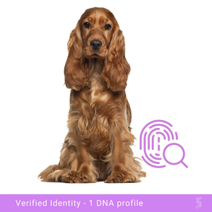 Cocker Spaniel patiently awaits its DNA profile, emphasizing the peace of mind in knowing its true lineage and strengthening the bond with its owner