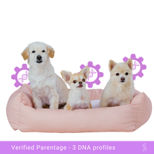 Load image into Gallery viewer, Family portrait of a dog family with mother, father, and puppy, ideal candidates for paternity testing