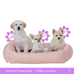 Family portrait of a dog family with mother, father, and puppy, ideal candidates for paternity testing
