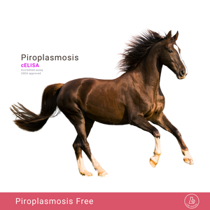 Pferde-Piroplasmose, c-ELISA
