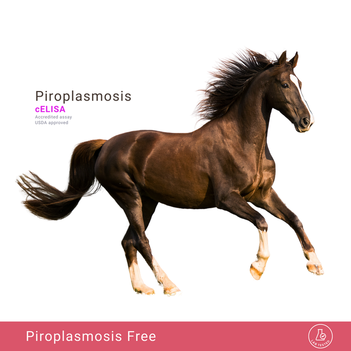 Equine Piroplasmosis, cELISA