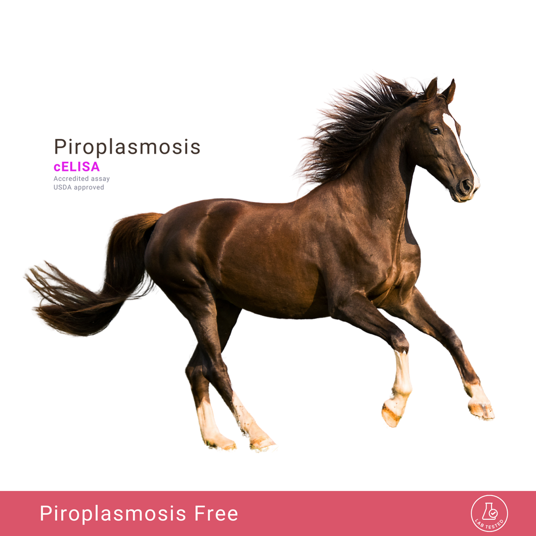 Pferde-Piroplasmose, c-ELISA