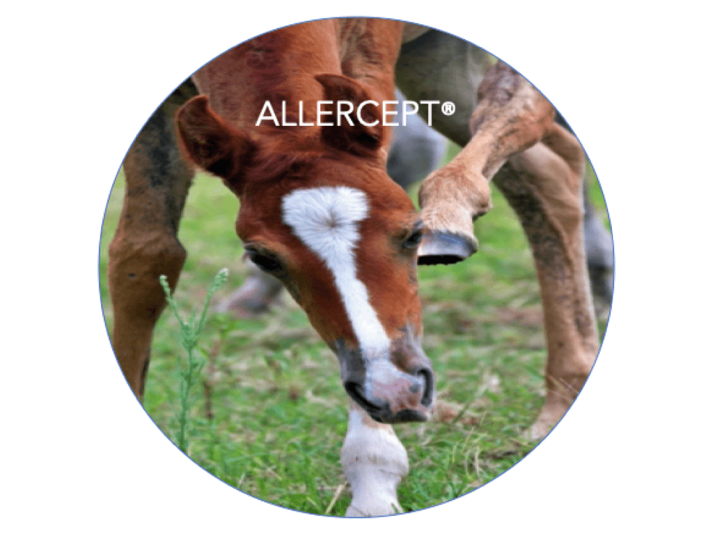 ALLERCEPT® Allergietest - 24 Pferdeallergene 