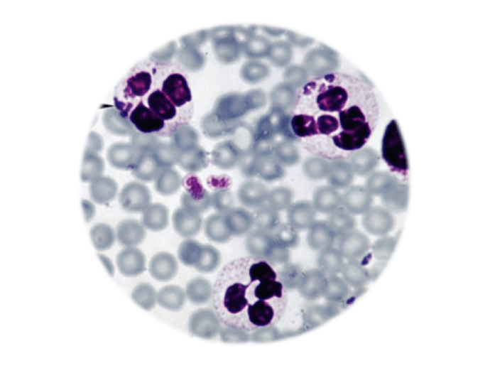 Anaplasma phagocytophilum, IFAT - Equigerminal