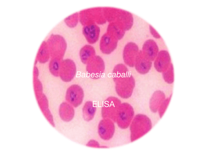 Babesia caballi, c-ELISA - Equigerminal