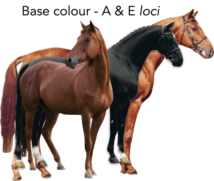 Base colour test - A and E loci - Equigerminal