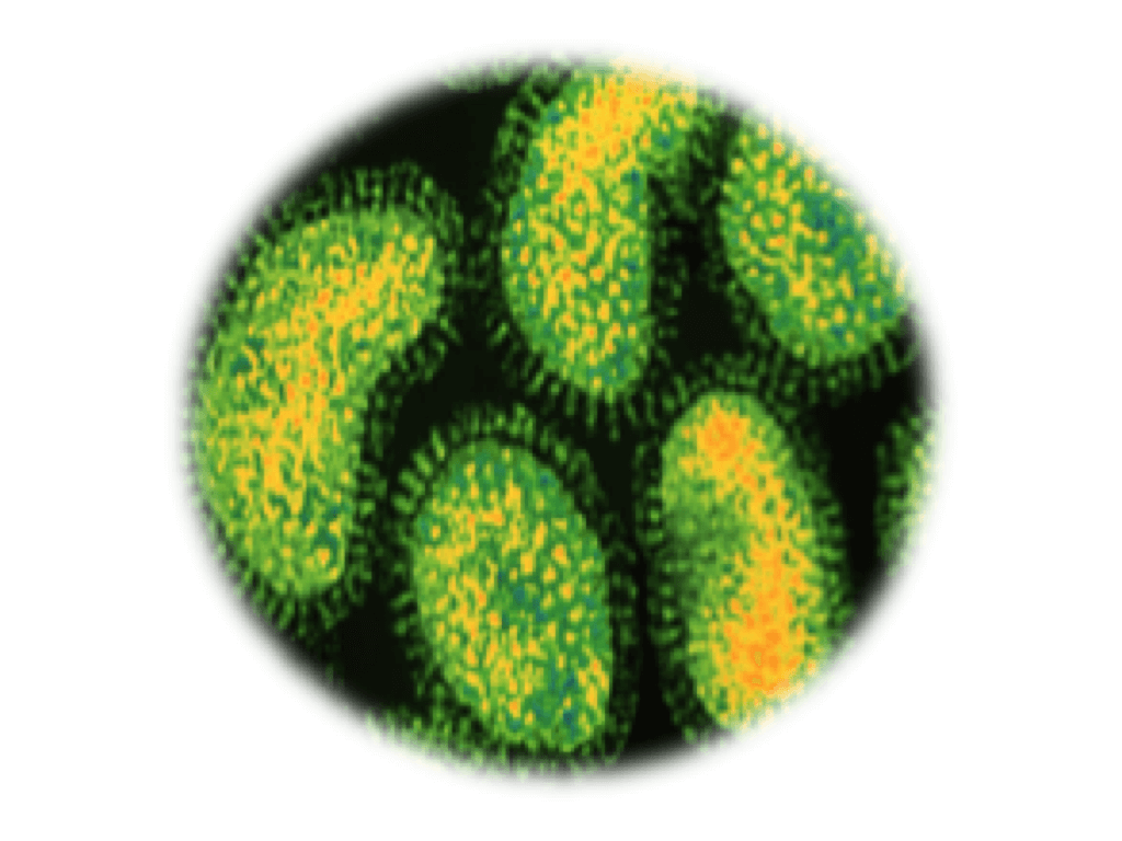 Borna virus, RT-qPCR - Equigerminal