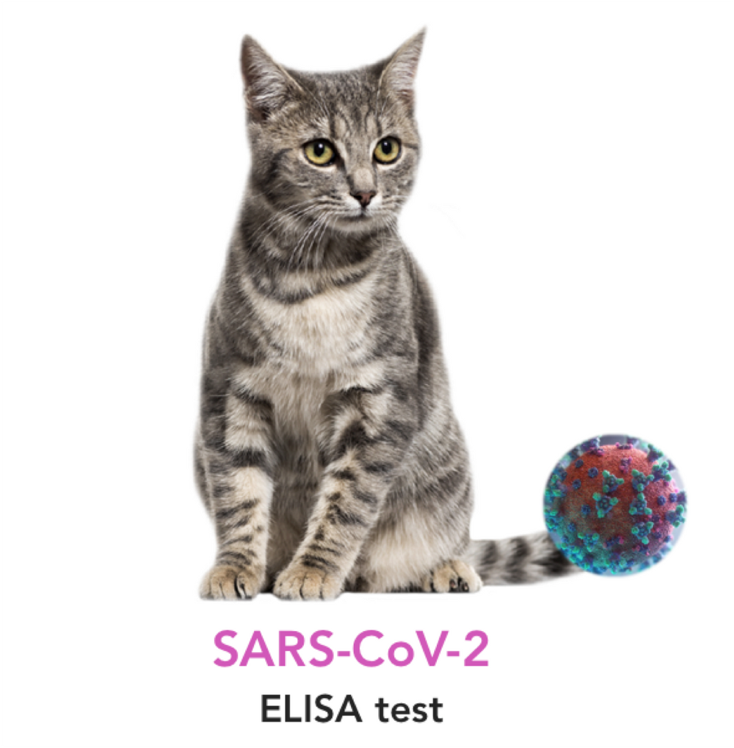 SARS-CoV-2 antibody testing for Cats - Equigerminal