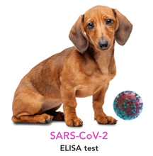 Carica l&#39;immagine nel visualizzatore di Gallery, SARS-CoV-2 antibody testing for Dogs - Equigerminal