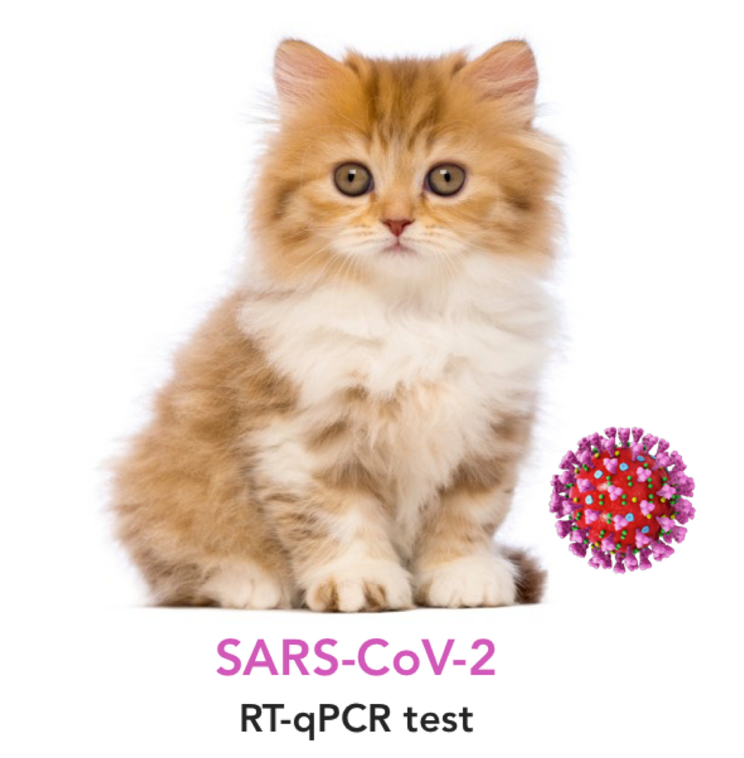 SARS-CoV-2 molecular testing for Cats - Equigerminal