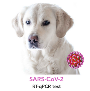 SARS-CoV-2 molecular testing for Dogs - Equigerminal