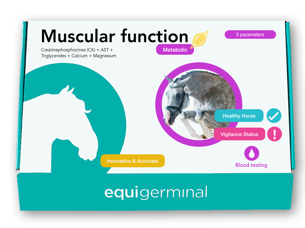 Muscular function - Equigerminal