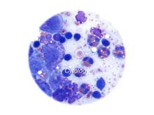 Load image into Gallery viewer, Cytology - Equigerminal