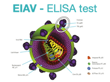 Carica l&#39;immagine nel visualizzatore di Gallery, Equine Infectious Anemia, ELISA - Equigerminal