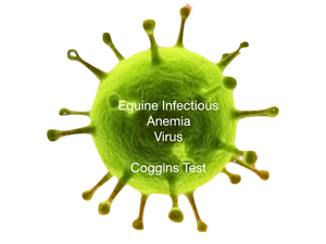 Equine Infectious Anemia - Coggins test, AGID - Equigerminal