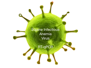 Equine Infectious Anemia, RT-qPCR - Equigerminal
