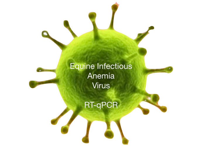Equine Infectious Anemia, RT-qPCR - Equigerminal