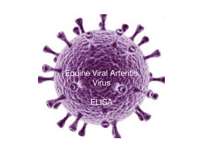 Equine Viral Arteritis, ELISA - Equigerminal
