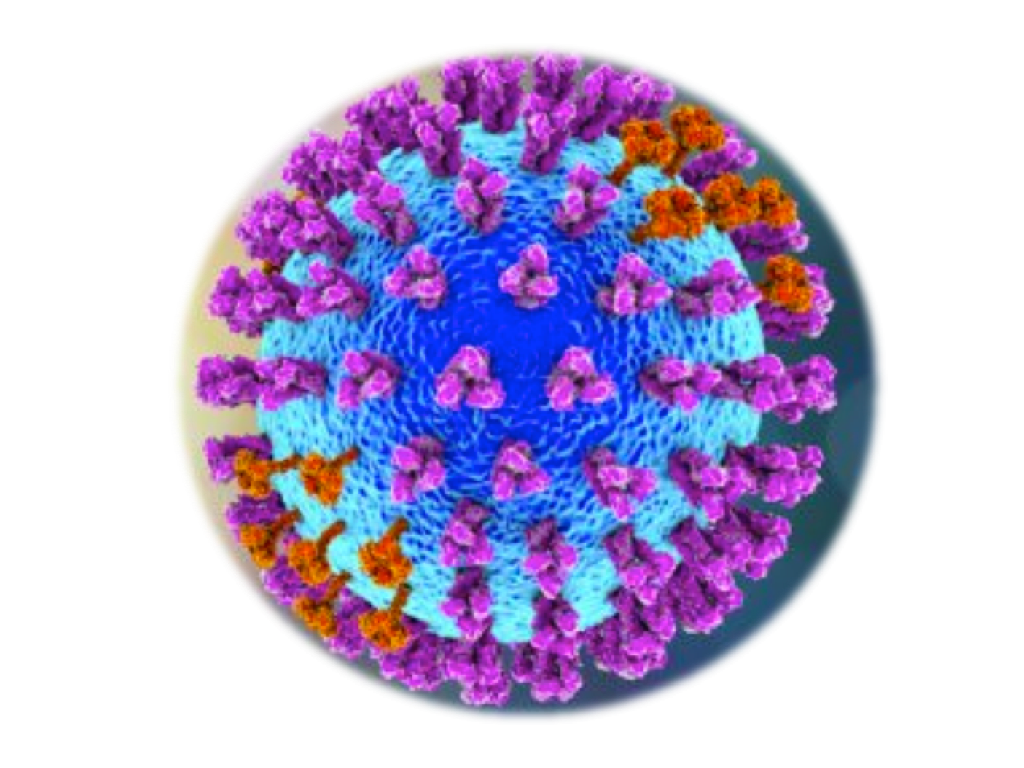 Equine Influenza A, RT-qPCR - Equigerminal