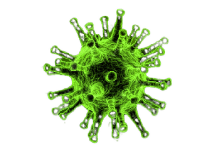 Equine Herpesvirus Type 1, qPCR - Equigerminal