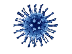 Equine Herpesvirus Type 2, qPCR - Equigerminal