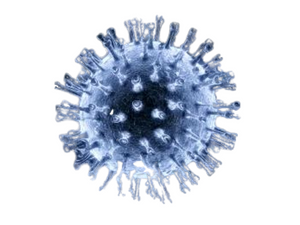 Equine Herpesvirus Type 4, qPCR - Equigerminal