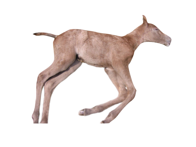 Lavander Foal Syndrome - LFS - Equigerminal
