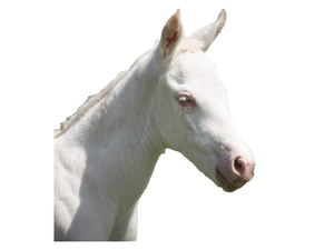 Lethal White Foal Syndrome – LWFS