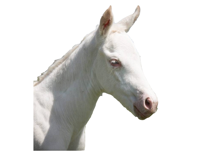Lethal White Foal Syndrome - LWFS
