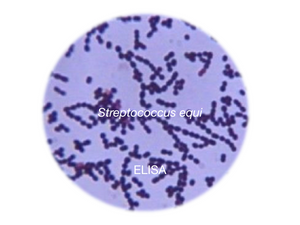 Stranglers - Streptococcus equi subs. equi, ELISA - Equigerminal