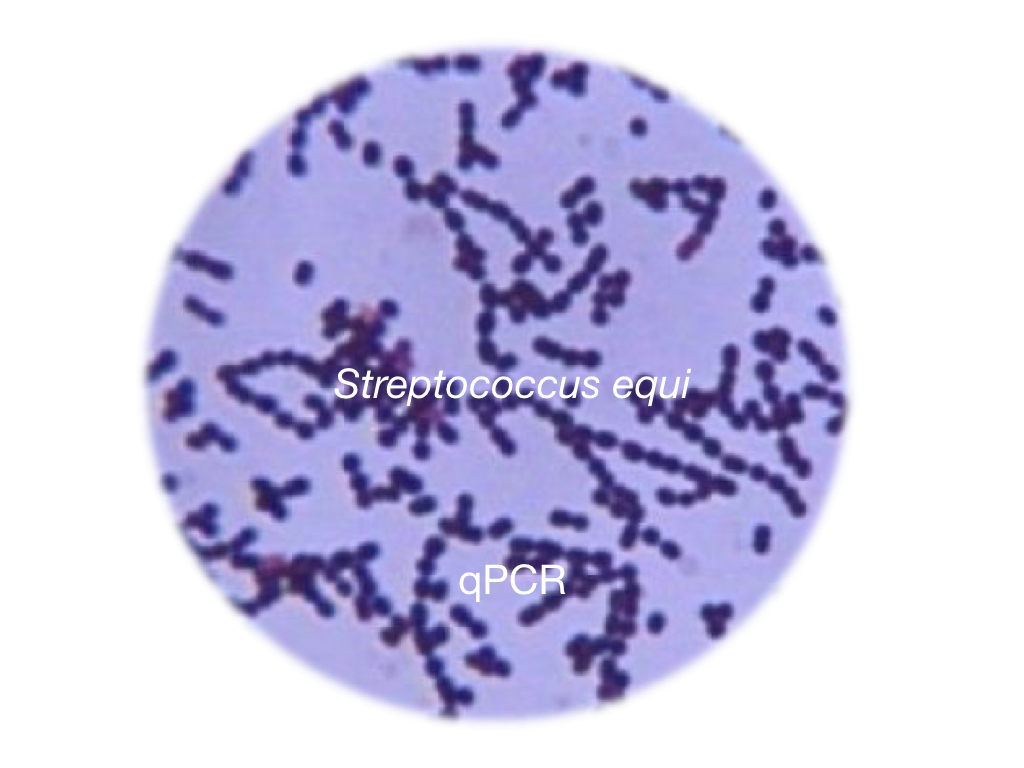 Stranglers - Streptococcus equi, qPCR - Equigerminal
