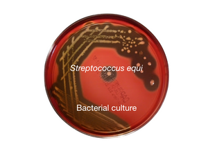 Stranglers - Streptococcus equi, bacterial culture - Equigerminal