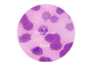 Theileria equi, c-ELISA - Equigerminal