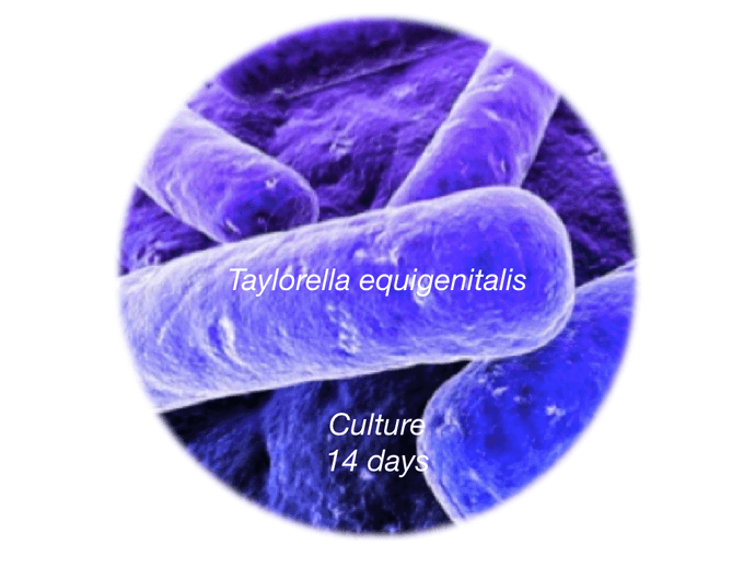 Contagious Equine Metritis Organism (CEMO), 14d Culture - Equigerminal