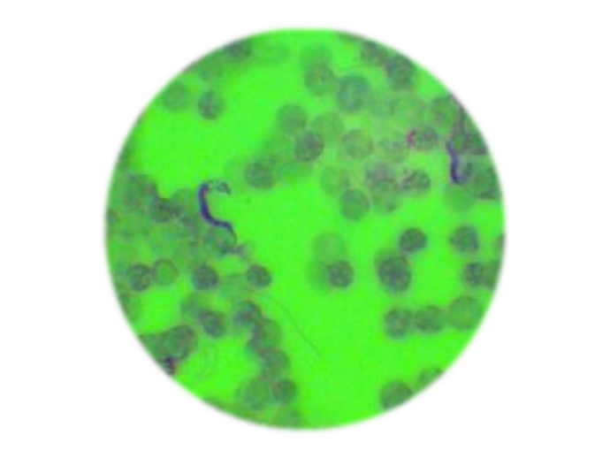 Surra - Trypanosoma evansis, qPCR - Equigerminal