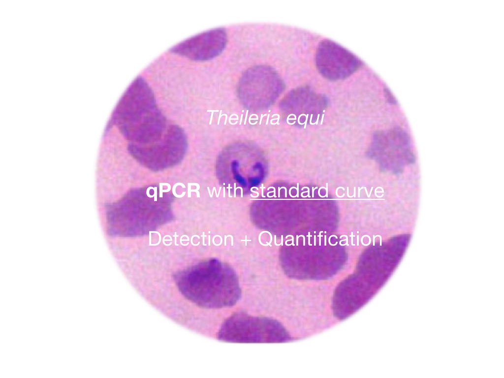 Theileria equi, qPCR - detection and quantification - Equigerminal