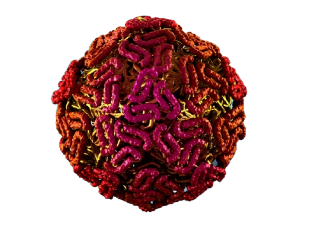 West Nile Virus, ELISA - Equigerminal